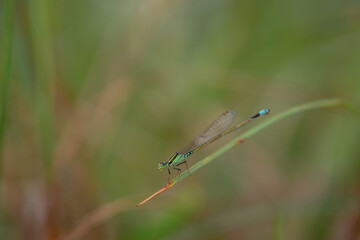 dragonfly on a green leaf
