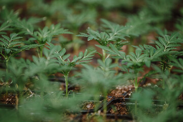 Plantation of indoor plants and seedlings of vegetables in a greenhouse, conservatory