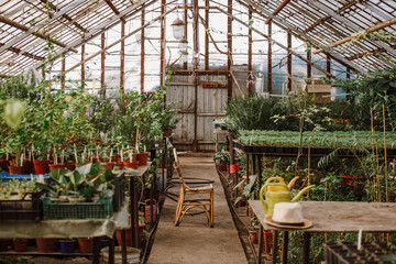 Showcase with indoor plants in a greenhouse, greenhouse with indoor plants and vegetable seedlings