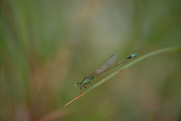 dragonfly on a green leaf