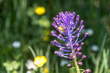 Muscari  dans les prairies de Saint Just d' Avray , au printemps , Rhône