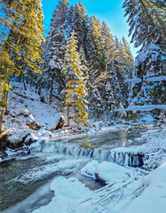 Fototapeta na wymiar Fir trees covered with snow and mountain stream with icy edge . Beautiful winter background.