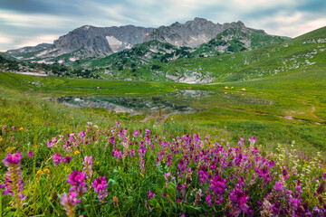 Fototapeta na wymiar Mountain landscape with flowers on foreground