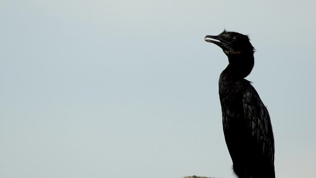 bird