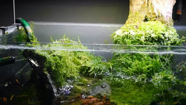 water change maintenance, adding clean water to planted ryoboku style aquarium, driftwood aquascape with lush java moss in bright LED light, professional aquarium care, top view