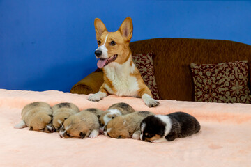 corgi breed dog in pregnancy, with puppies