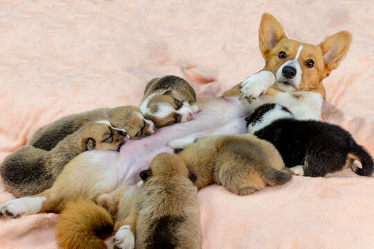 corgi breed dog in pregnancy, with puppies