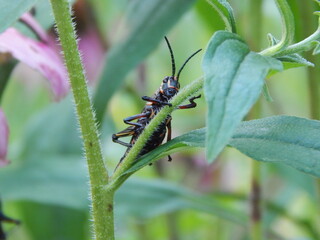 Macro Shot of Eastern Lubber Grasshopper (Georgia Thumper) on Plant Stem
