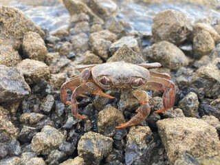 crab on the beach