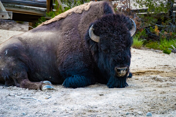 Sleeping Bison
