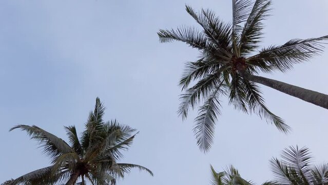 Slow-motion view of coconut palm trees against sky near beach on the tropical island with sunlight through. Coconut palm trees bottom view. Green palm tree with blue sky background