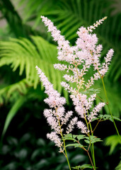 Blooming Tawuła in the home garden.