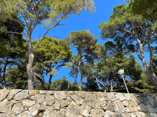 Aleppo pines on the island of Hvar, Croatia