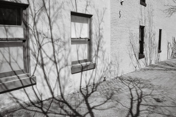 Black and White Building with Shadow of Tree Branches