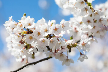 Sakura cherry trees in Vilnius, Lithuania