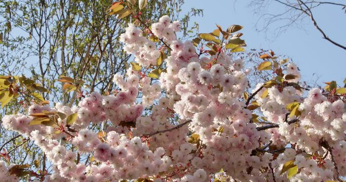 Hanging Tree blossom in pink and white, Mid shot