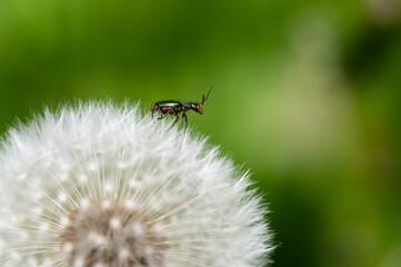 Malachius bipustulatus - Malachite Beetle - Malachides à deux points - Malachie à deux taches