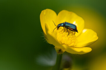 Malachius bipustulatus - Malachite Beetle - Malachides à deux points - Malachie à deux taches