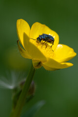 Malachius bipustulatus - Malachite Beetle - Malachides à deux points - Malachie à deux taches