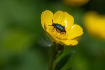 Malachius bipustulatus - Malachite Beetle - Malachides à deux points - Malachie à deux taches