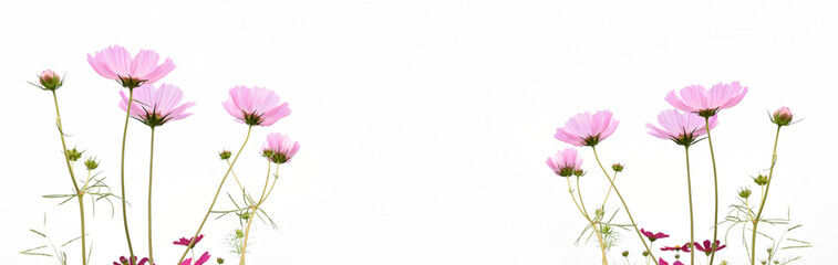 Isolated pink cosmos flower on white background.