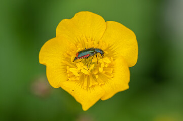 Malachius bipustulatus - Malachite Beetle - Malachides à deux points - Malachie à deux taches