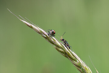 Malachius bipustulatus - Malachite Beetle - Malachides à deux points - Malachie à deux taches