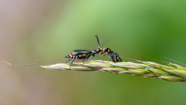 Malachius bipustulatus - Malachite Beetle - Malachides à deux points - Malachie à deux taches