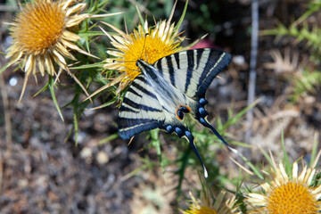 A western tiger swallowtail  butterfly on a yellow flower. sunny day