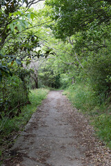 Fototapeta premium 新緑の山道