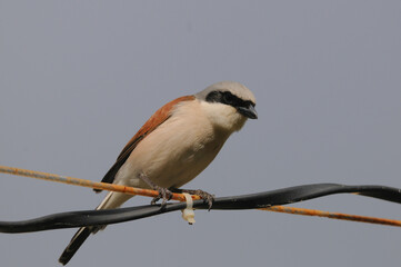 Shrike bird sitting on a wire looking for the prey