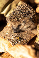 Junger Igel in Holzstapel