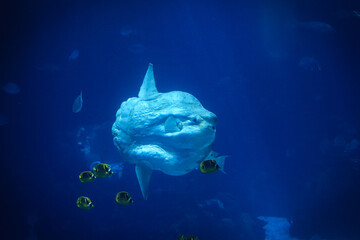 Closeup underwater shot of Ocean sunfish (common mola) swimming along with small fishes - obrazy, fototapety, plakaty