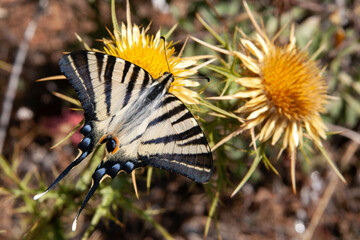 A western tiger swallowtail  butterfly on a yellow flower. sunny day