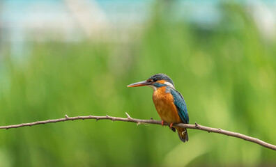  Common Kingfisher Bird sitting on a Branch