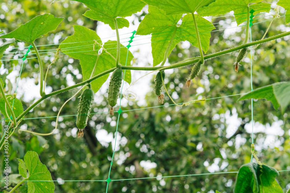 Sticker Green fresh cucumbers hang on a plant in the field. Growing vegetables in the garden