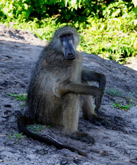 old baboon sitting on a shady spot, Caprivi Strip in Namibia