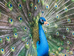 Fototapeta premium peacock with feathers out
