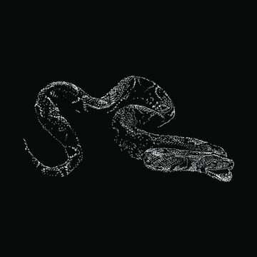 Madagascar Tree Boa Hand Drawing Vector Illustration Isolated On Black Background