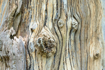 old wood texture