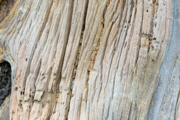 old wood texture