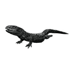 caiman lizard illustration isolated on background