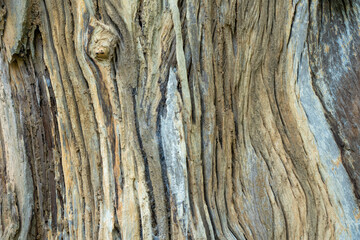 Obraz premium old wood texture