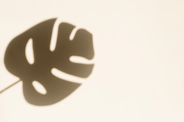 Tropical monstera leaf shadow on beige background. Minimal summer concept with palm tree leaf. Creative copy space for your product