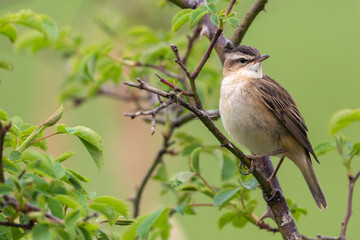 Obraz premium Sedge warbler (Acrocephalus schoenobaenus) closeup portrait in spring.