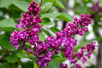 Purple lilac flowers. Beautiful flower background. 