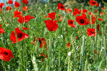Coquelicots champ de blé