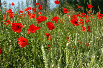 Fototapeta premium Coquelicots champ de blé
