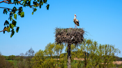Animal bird called the white stork nesting in the village of Niedzwiadna in Masovia, Poland.