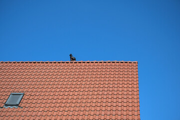frisch gedecktes Ziegeldach mit Katzenfigur auf First